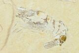 Cretaceous Lobster (Pseudostacus) With Shrimp - Lebanon #147035-3